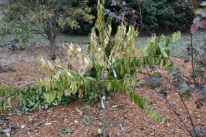 Citrus tree_bolles