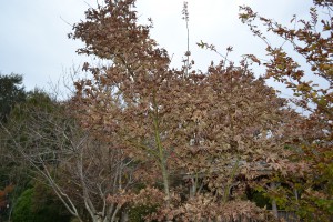 Japanese maple _bbolles