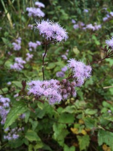 Blue Mistflower. Photo Credit Mary Derrick, UF / IFAS Extension.