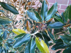 Normal seasonal color change on older 'Little Gem' Magnolia leaves. Photo by Larry Williams, Okaloosa County Extension