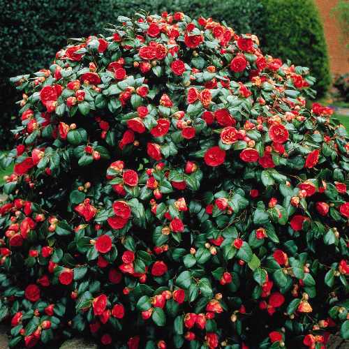 Camellias: Color Through the Cold | Gardening in the Panhandle