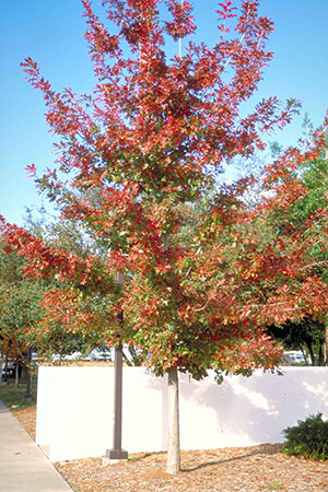 Shumard oak showing off its fall colors. Photo courtesy UF/IFAS.