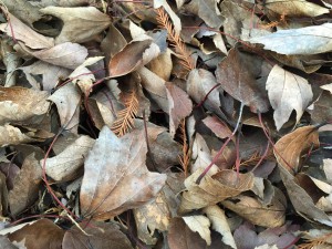 Leaf mulch