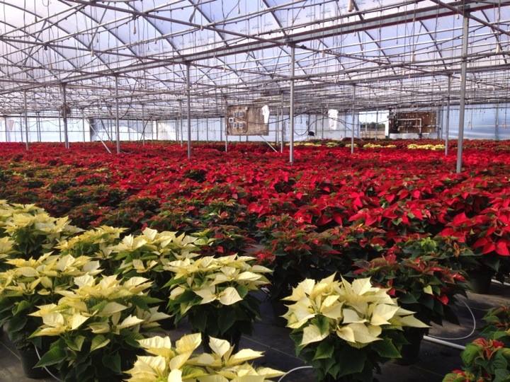 Enjoy Your Poinsettias after the Holidays