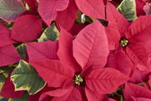 The Ultimate Poinsettia Care Guide