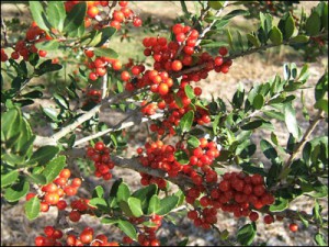 Yaupon holly fruit and foliage. Photo courtesy UF/IFAS.