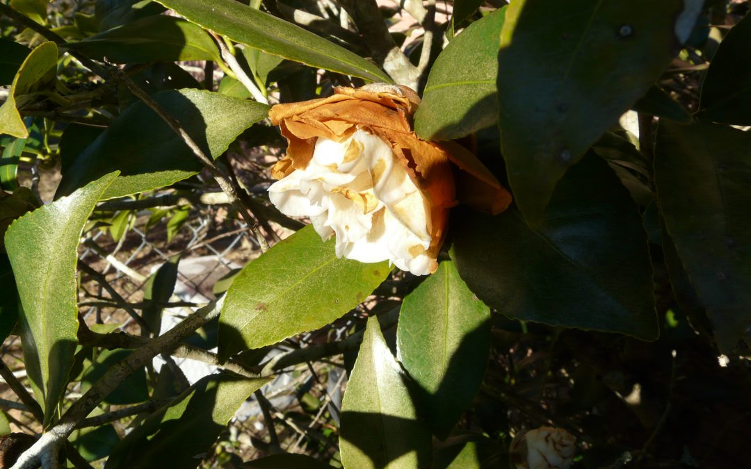 Camellia Flowers that Fail to Open