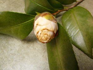 Partially opened camellia flower bud with discolored (brown) petals due to cold injury, Photo credit: Larry Williams