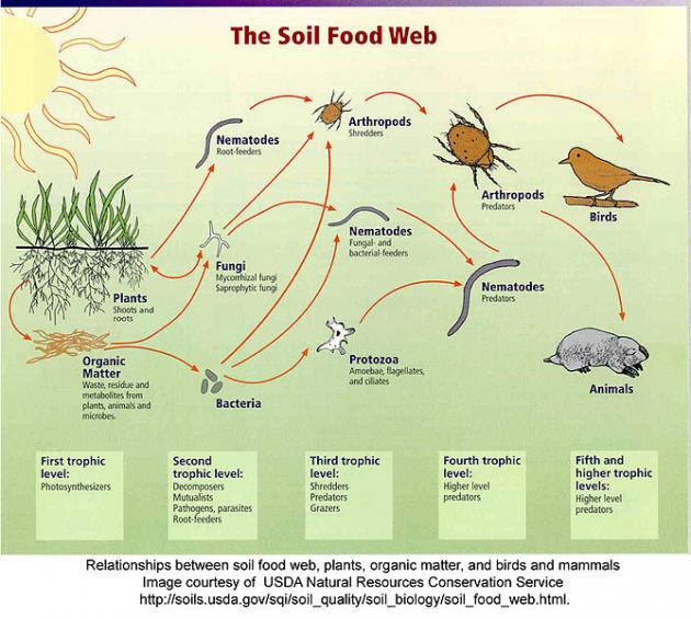 Soil: What’s Alive Beneath Our Feet?
