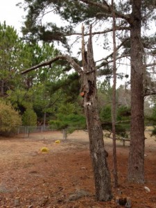 This dead oak tree was trimmed up to make it neater.  It is ready for wildlife!  JMcConnell, UF/IFAS