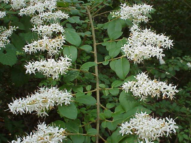 chinese-privet-gardening-in-the-panhandle