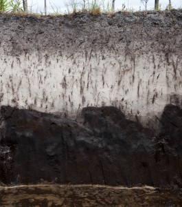 Soil profile. Photo courtesy UF/IFAS.