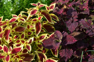 Coleus