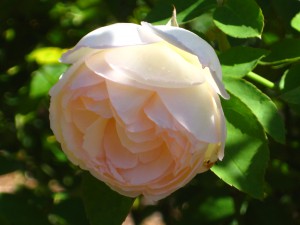 White Rose. Photo Courtesy David Marshall.