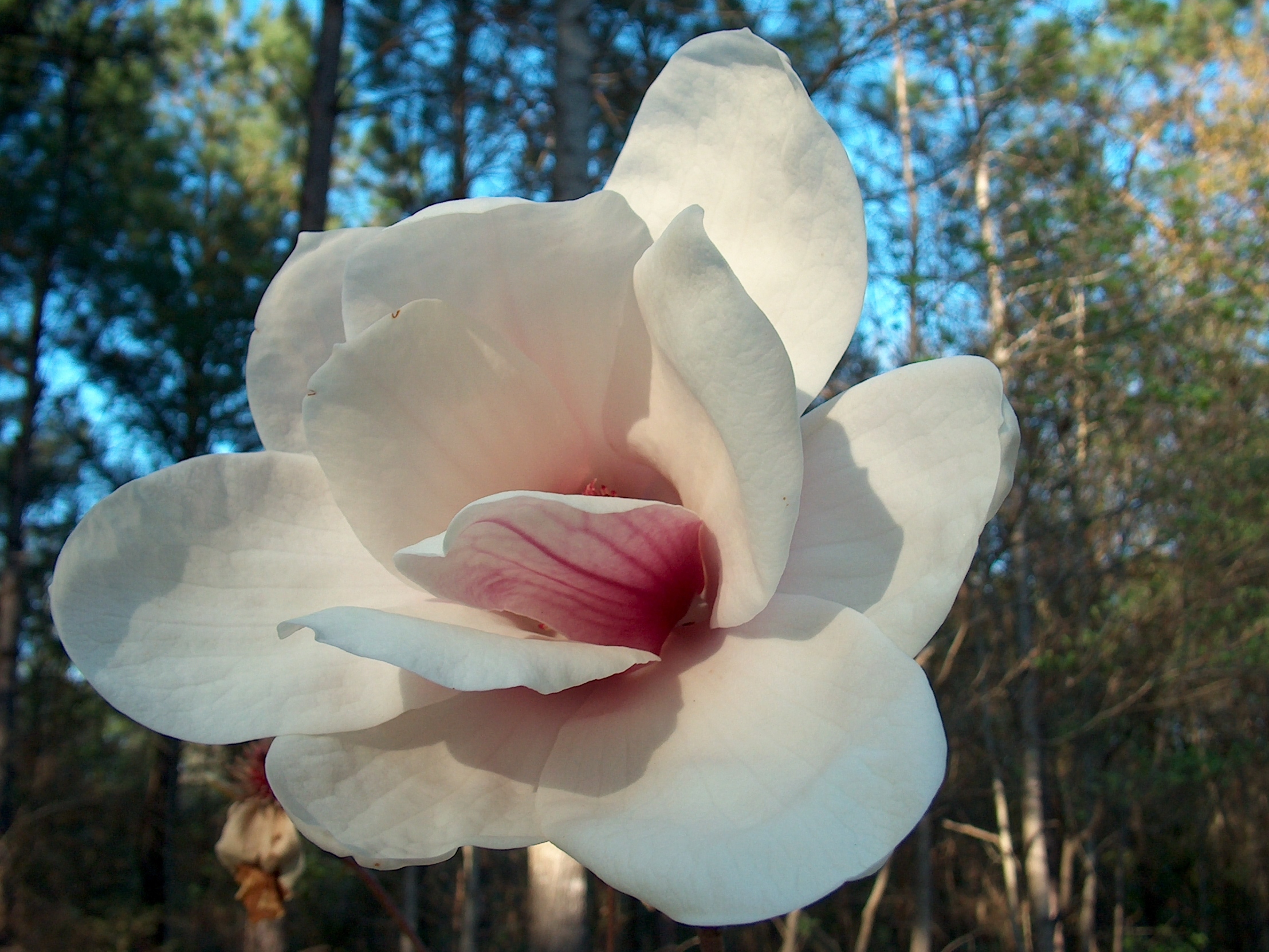 Late-flowering Magnolias Avoid Freeze Damage