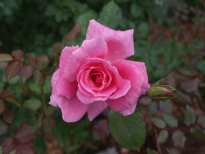 Pink Rose. Photo Courtesy David Marshall. 