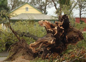 Hurricanes can have serious impacts on trees in their path. Photo credit: Pensacola News Journal