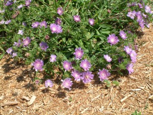 Stokesia_laevis Stoke'saster