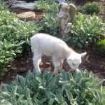 lamb with lambs ear