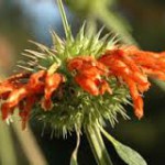 lions ear flower