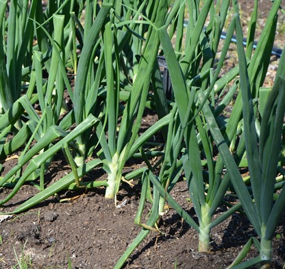 Onions: Taste Good, Easy to Grow, and Many Varieties from which to Choose