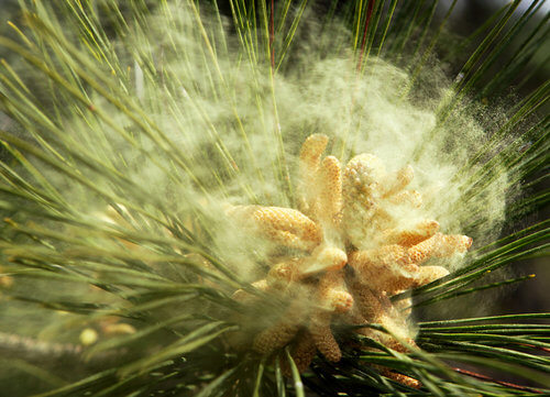 Pollen disseminating from a pine tree. Picture courtesy of http://supermanherbs.com/megadose-pine-pollen/