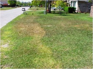 Cold injury to lawn from too early fertilizer application Credit: Larry Williams