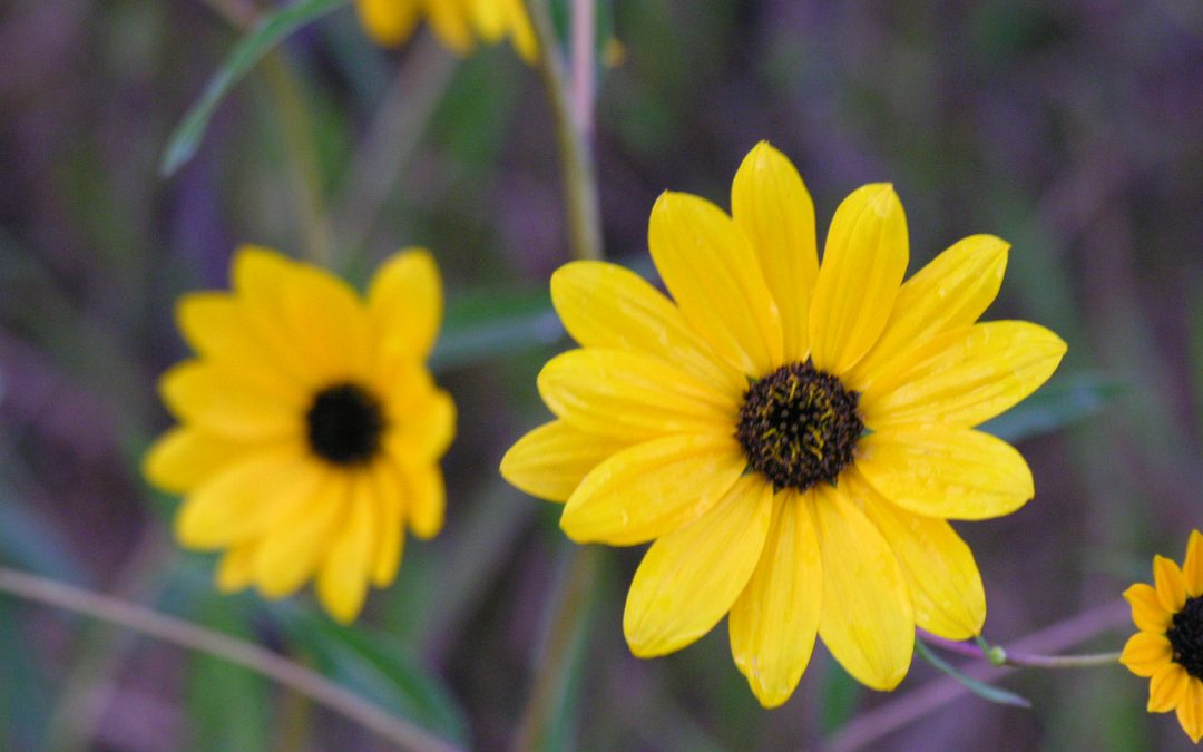 What To Do with All This Rain? Plant a Rain Garden!