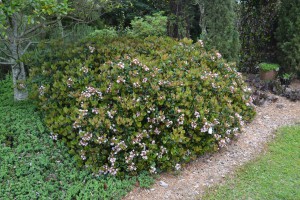 Indian hawthorn