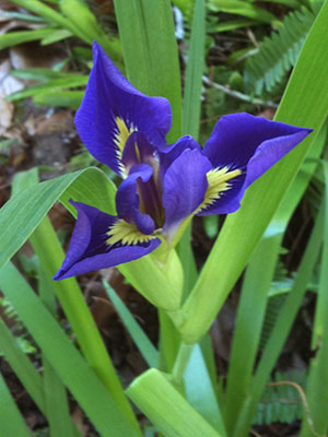 Blue flag iris. Photo courtesy UF/IFAS.