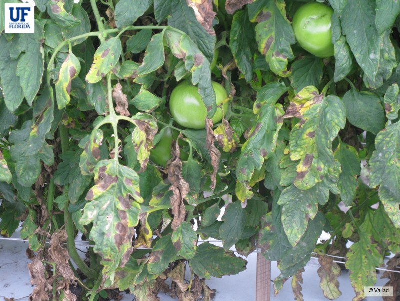 Tomato Foliar Diseases | Gardening in the Panhandle