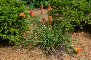 kniphofia full plant