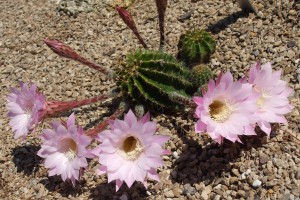 The sea urchin cactus (Echinopsis spp.) produces large, stunning flowers.