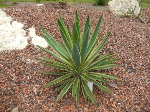 The American century plant (Agave americana) is large growing succulent with silver-grey leaves.