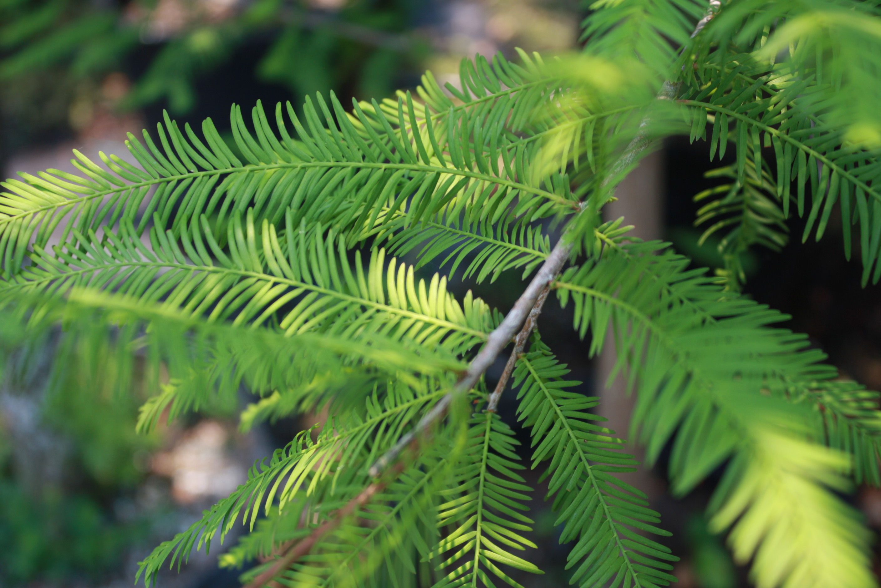 Bald Cypress:  The Most Adaptable Tree for Panhandle Landscapes