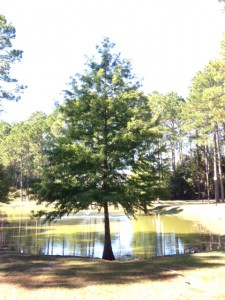 Bald cypress growing at the edge of a pond. Photo:  Julie McConnell, UF/IFAS