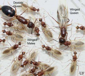 Florida Carpenter Ants. Photo credit: UF/IFAS.