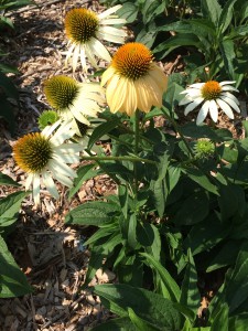 white coneflower