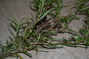 Rosemary damage_moth