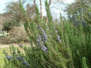 Rosemary officinalis