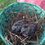 Close-up of young doves. Photo credit: Carrie Stevenson