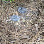 These fledgling doves were found out of their nest and on the ground in late May. Photo credit: Carrie Stevenson