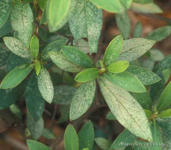 Common Azalea Lace Bug Can Be Controlled Gardening In The Panhandle