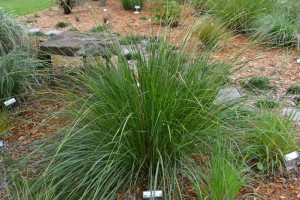 Gamma grass