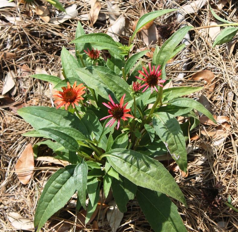 Coneflower, after deadheading, with new growth and flowers. Photo Credit Matthew Orwat, UF/IFAS Extension