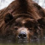 bear closeup