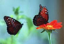 Queen butterfly. Photo credit: Milt Putnam, UF/IFAS.
