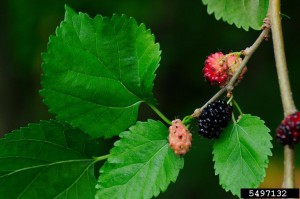 Red Mulberry. Photo credit: Vern Williams, Indiana University, bugwood.org.