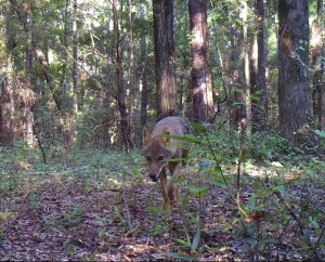 Coyotes are common throughout Florida. Photo credit: W. M. Giuliano