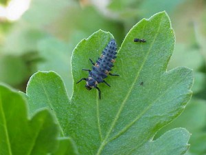 Ladybeetle larvae will eat many soft-bodied pests. 